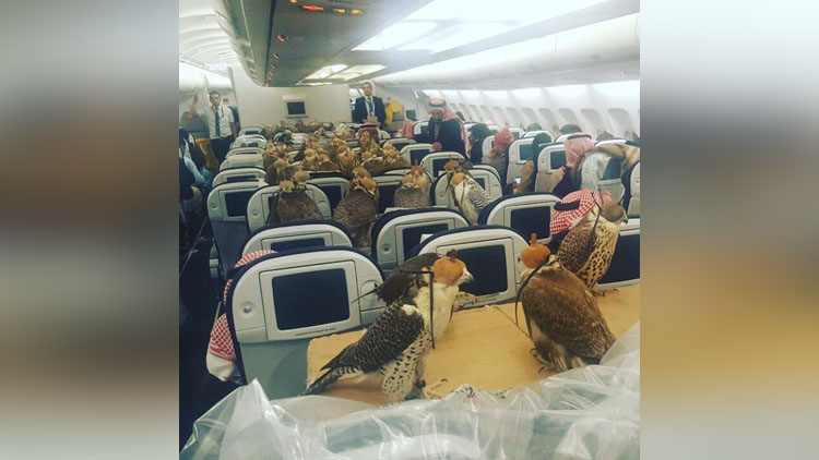 hawks on plane