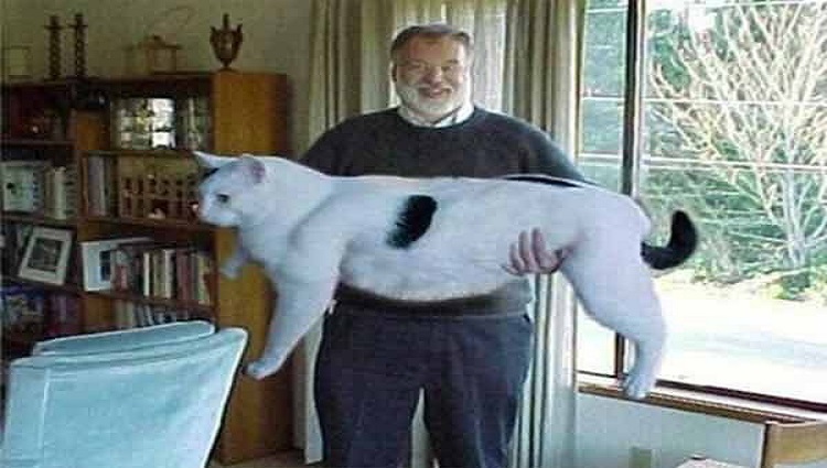 fake pic of biggest cat on earth.