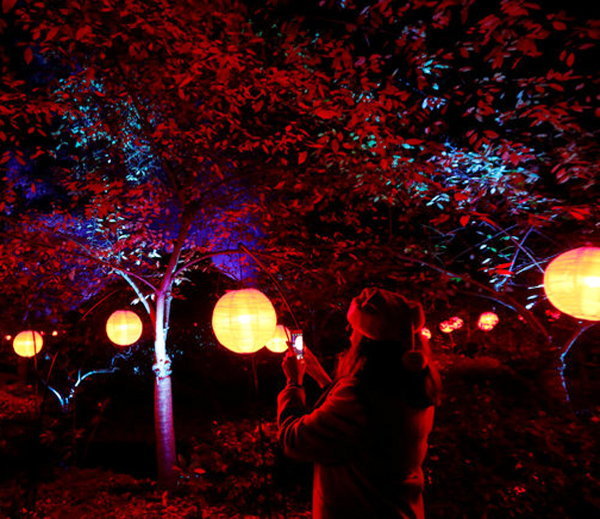 Light in the Forest exhibition