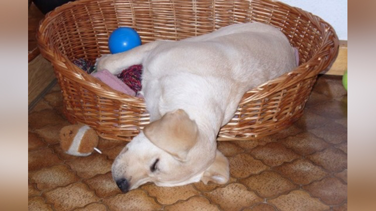 Dog falling out of basket