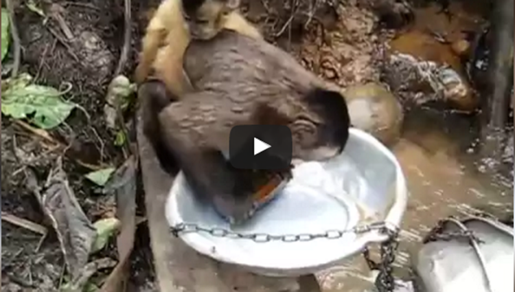 monkey wash dishes