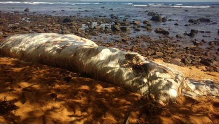 WTF This Unidentified Terrifying Creature Is 21 Feet Long 
