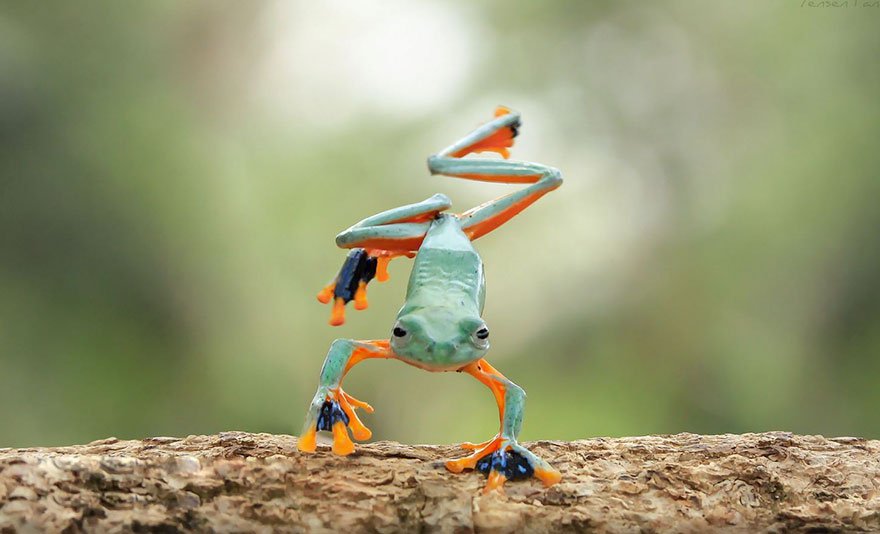 beautiful pictures of frog
