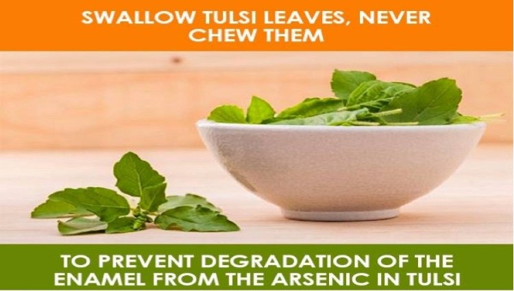 tulsi leaves