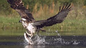 osprey fishing in spectacular