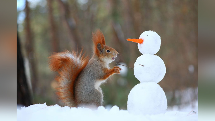 Squirrel building snowmen