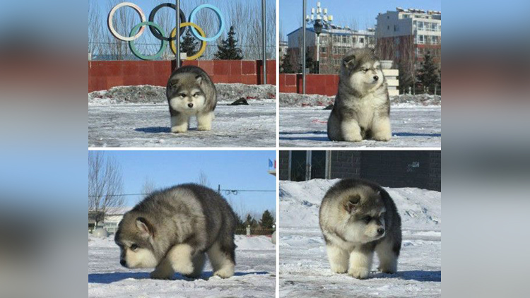 Alaskan Malamute