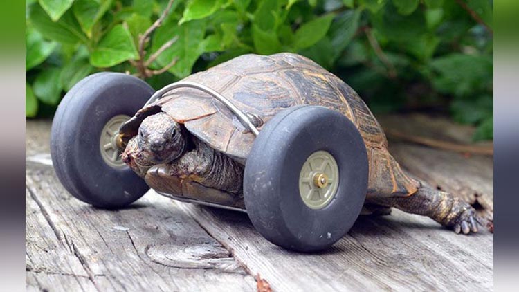Cutest Thing: Tortoise who Lost her Legs, Now Runs Twice as Fast as Earlier!