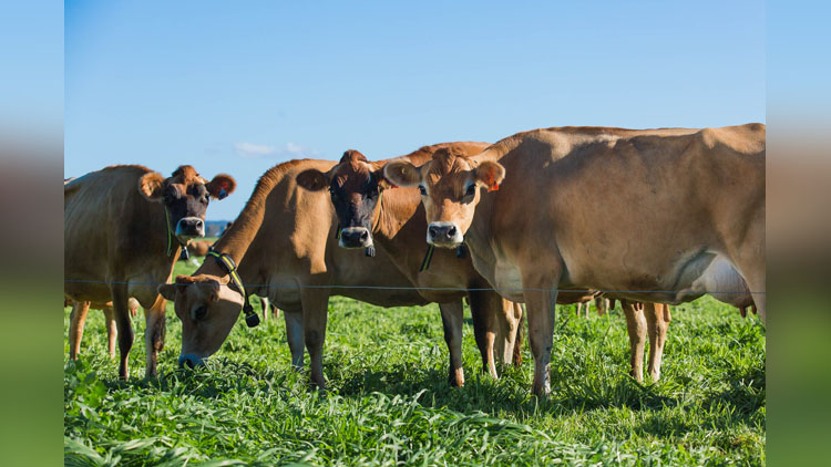 cows rape rake for increase milk production