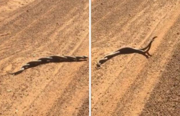 two brown snakes fight video