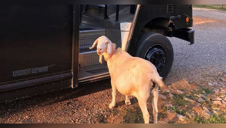 Too Cute to Handle! Pearl The Goat is in Love with an UPS Man...