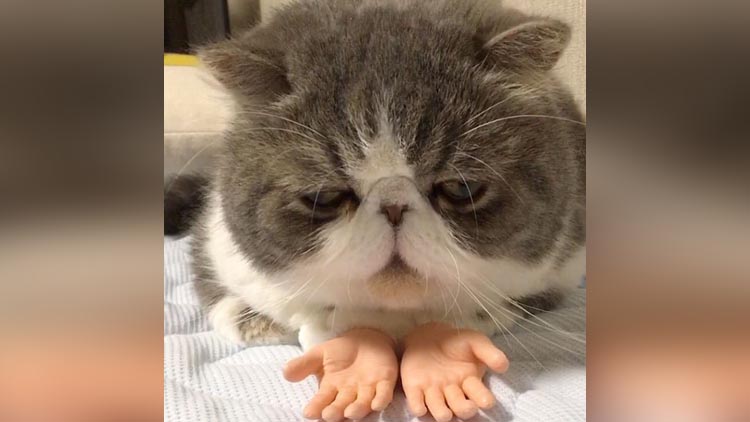 This Cat With Prosthetic Human Hands Is Going Viral