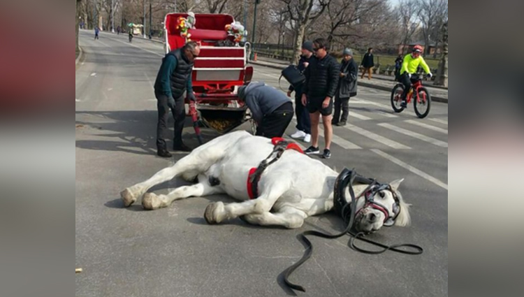 A Horse Named Max Collapsed When Tied A Carriage: Big Lesson To Learn, Know The Whole Story