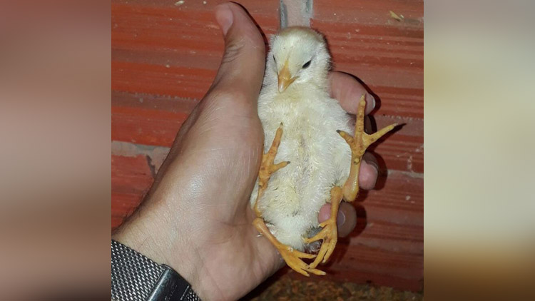 chick born with four legs in brazil