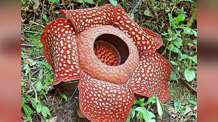 Top 10 Amazing Bizarre Plants in the world video