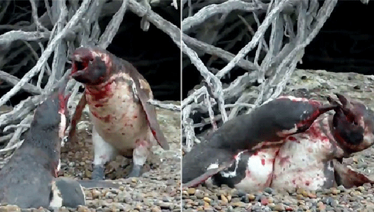 Homewrecking Penguin Animal Fight Night