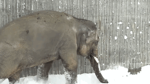 Snow day at the Oregon Zoo