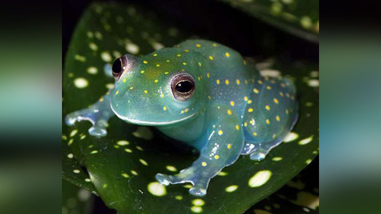 White Spotted Glass Frog dante fenolio Photograph