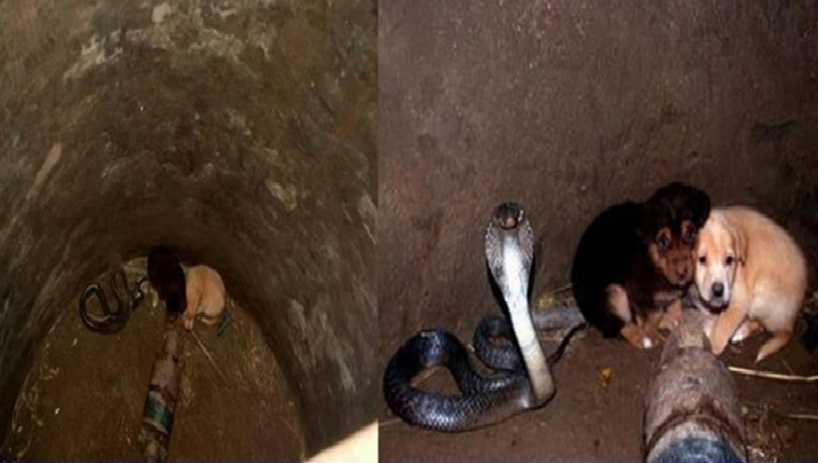 Two Pups Fell Inside a Deep Well with Kind Cobra But, What the Snake Did Next Left Us Speechless!