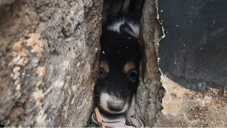 A Puppy was Stuck Between Walls for 3 Days, Still Came Out Alive