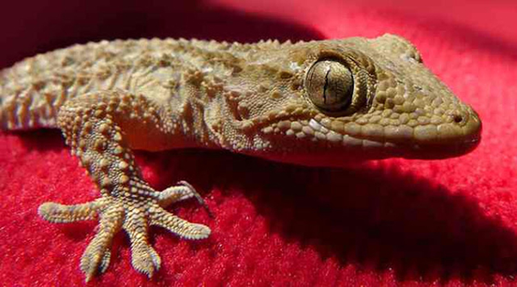 home remedies for lizard bites