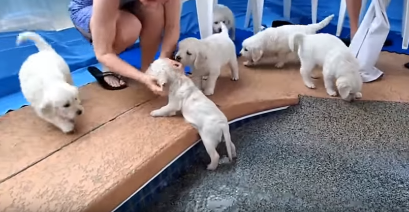 cute puppies bathing video