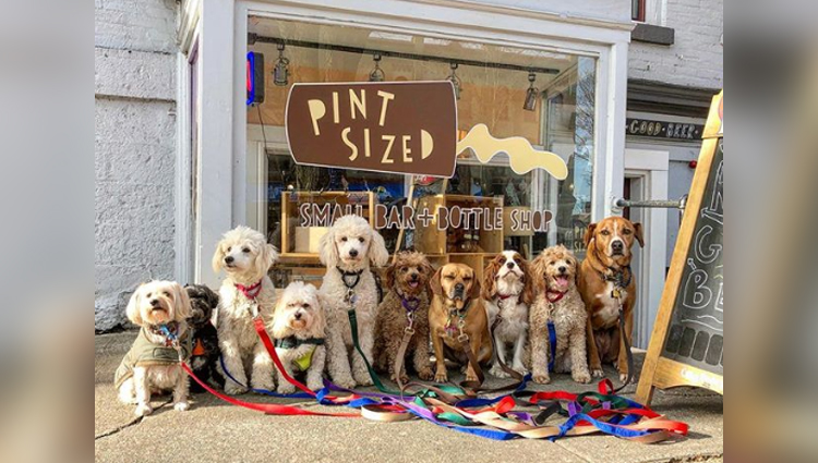 These Lovely Dogs Pack Walk And Pose For Pictures Together Every day