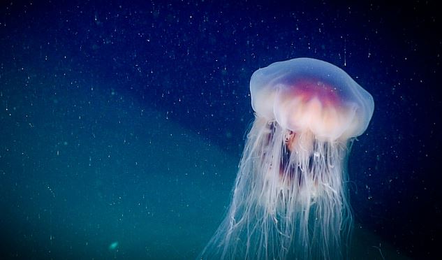 fascinating facts about jellyfish