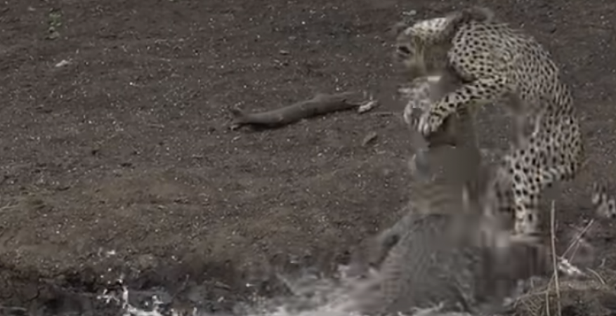 Crocodile attacks unsuspecting cheetah cub