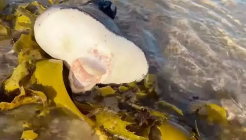 Bizarre alien like creature with human lips washes up on Australia Bondi Beach
