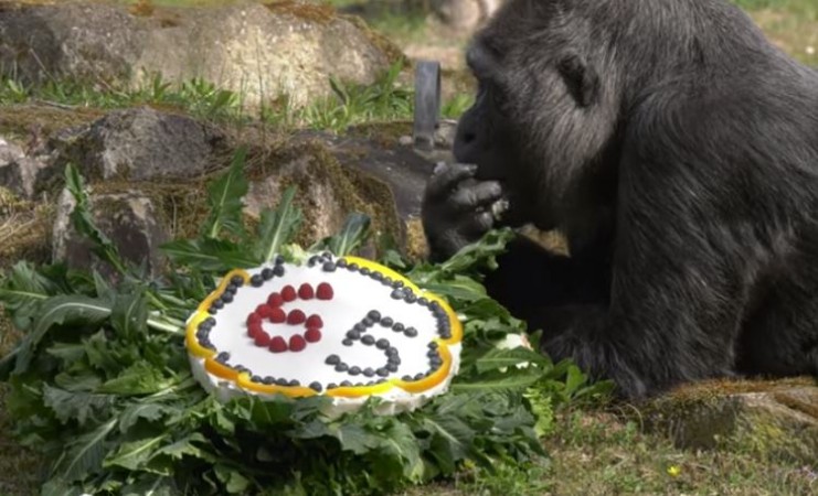 World Oldest Gorilla Fatou Celebrates 65th Birthday With Tasty Cake
