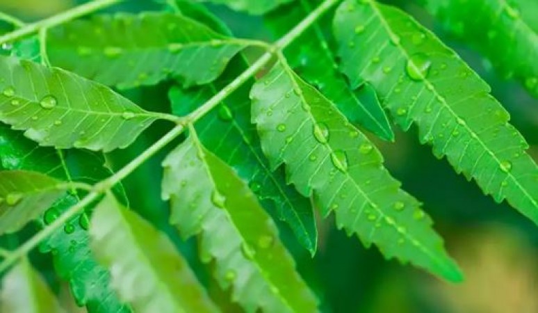 Neem component can help fight cancer suggests BHU research