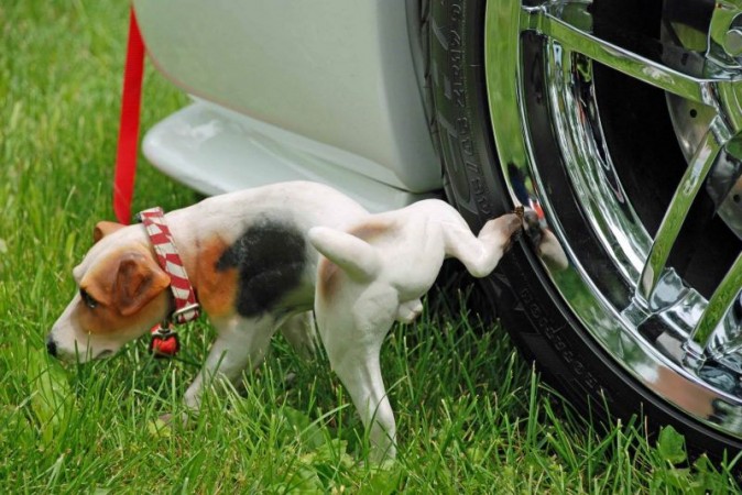 why do dogs pee on car tires