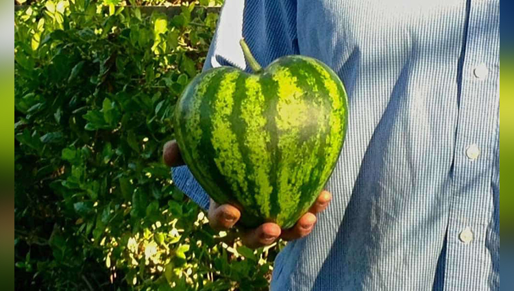 Have You Ever Seen Heart-Shaped Apple Or Skull-Shaped Watermelon?
