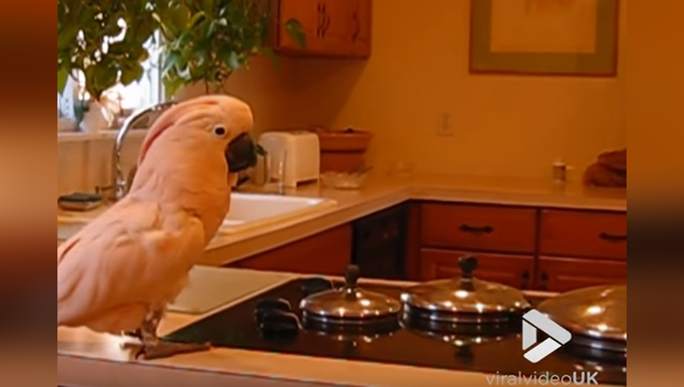 cockatoo going nuts in the kitchen