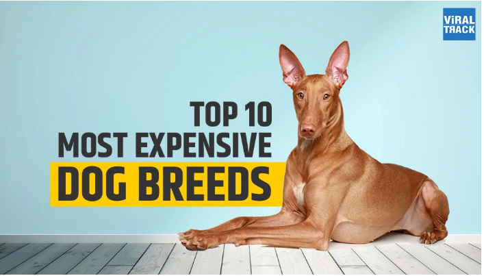 10 Most Expensive Dog Breeds Of The World