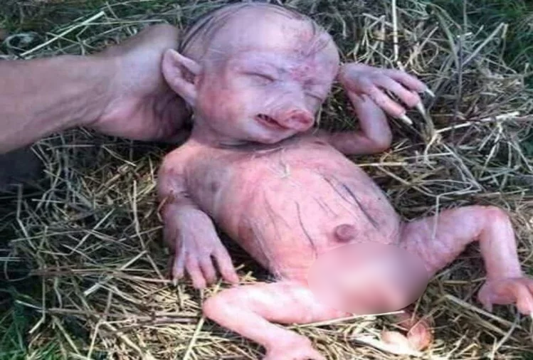 pig deliver baby which is look like human baby 