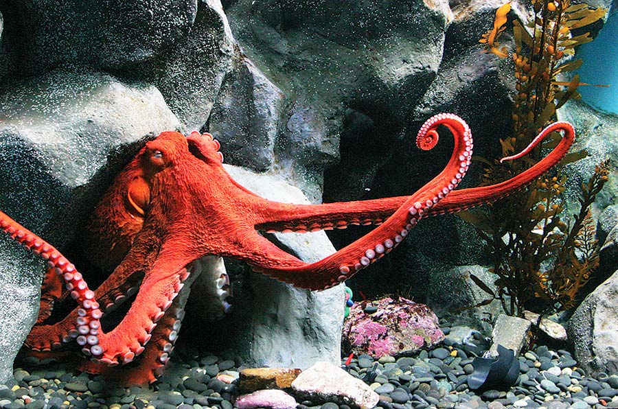 Interesting Facts about the Octopus You Need to Know