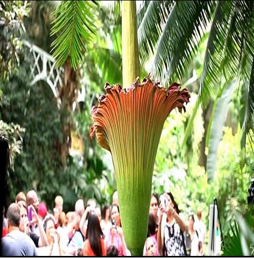 titan arum What the world largest flower