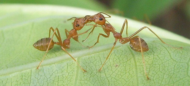 Why do Ants walk in a Line
