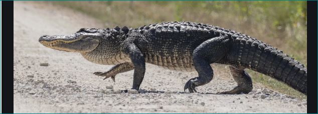 crocodile lives in Parvati River