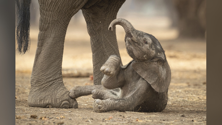 Baby Elephants cute photos