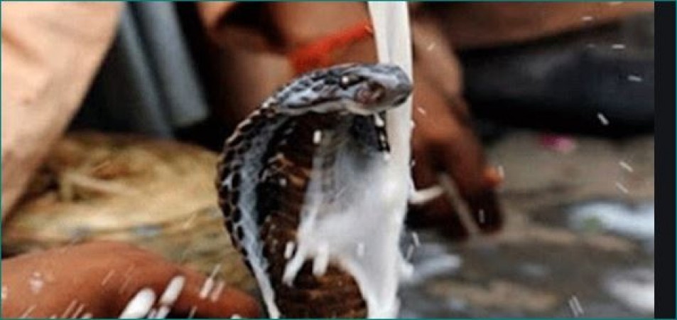 Snake does not drink milk they can die due to drinking milk