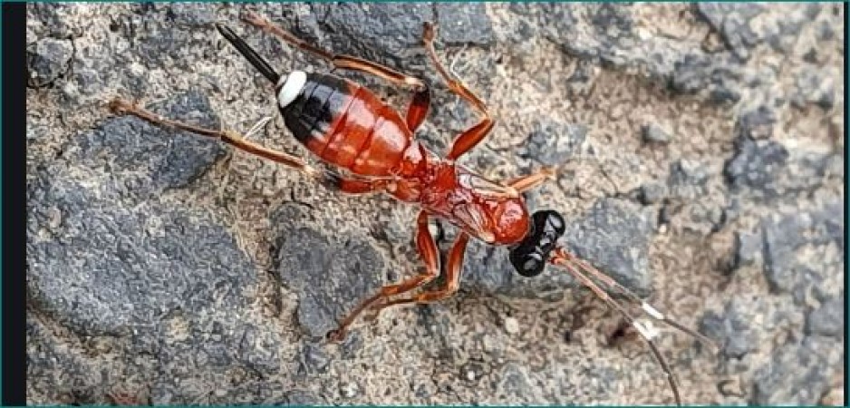Extremely rare ichneumon wasp discovered during dog walk