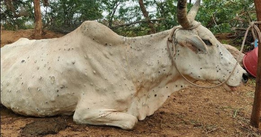 Lumpy Skin Disease Kills 1200 Cattle In Rajasthan 