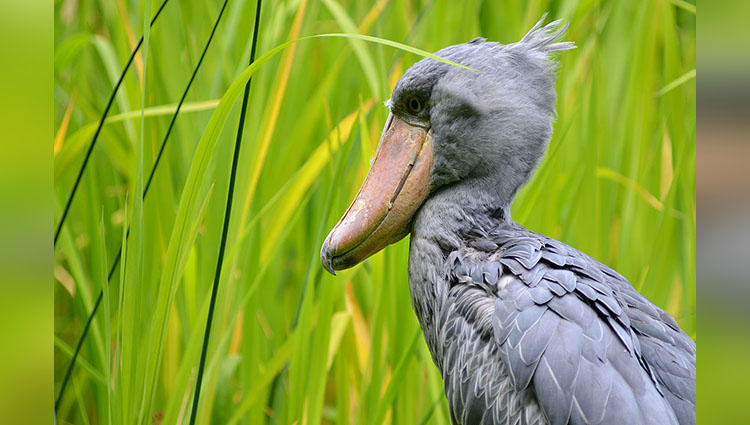 the shoebill are the most terrifying bird in the world