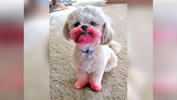 Dog Eat Lipstick And His Body Color Suddenly Change