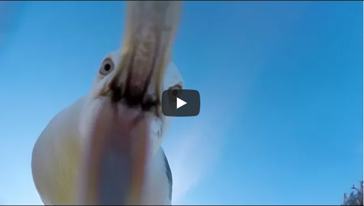 GoPro Awards Seagull Theft With Telemetry in 4K
