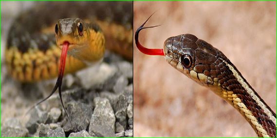 Why Do Snakes Use Their Tongue mahabharat