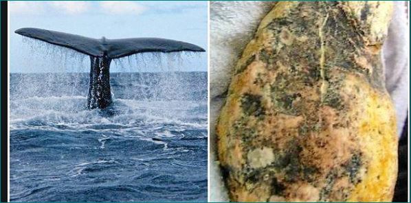 whale vomit is worth Rs 1 point 7 crore